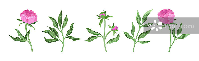 绿色枝叶上的粉色牡丹花苞图片素材