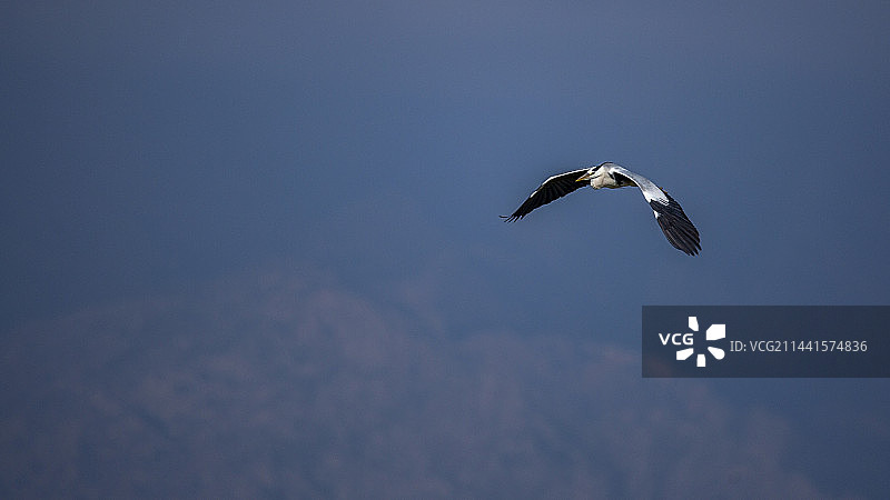 苍鹭20230616图片素材