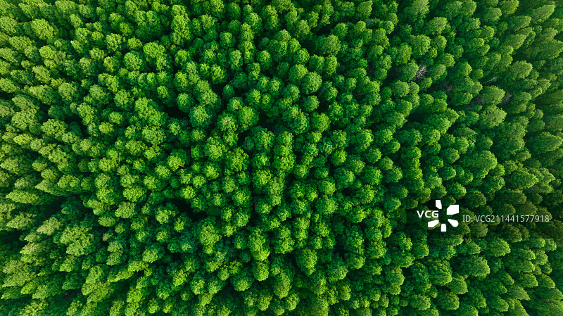 原始森林图片素材