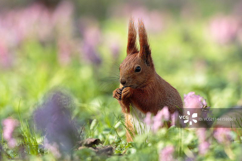 松鼠图片素材