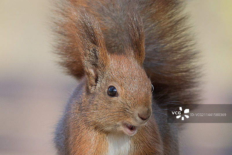 松鼠图片素材