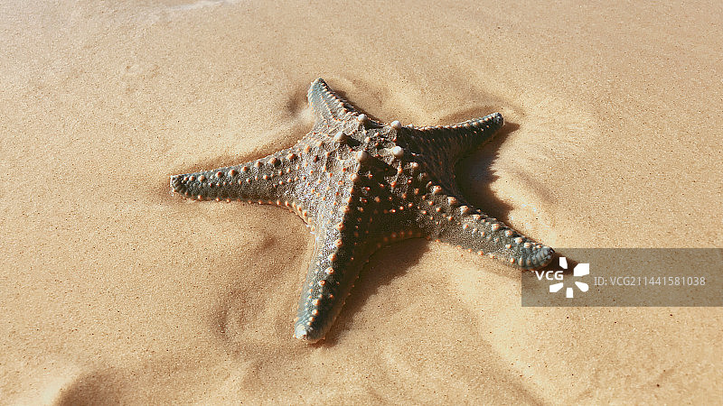 沙滩上海星的特写镜头图片素材