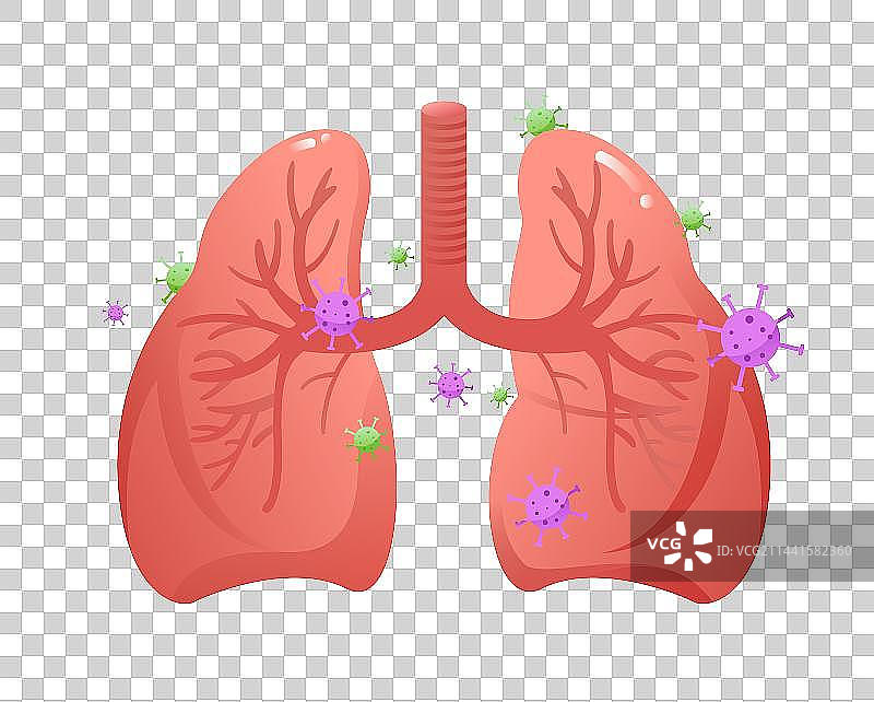 人体器官肺部图片素材