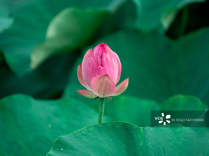 荷花图片素材