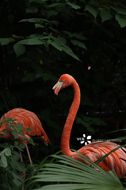 南京红山｜动物在动物园——火烈鸟图片素材