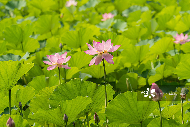炎炎夏日荷花盛开图片素材