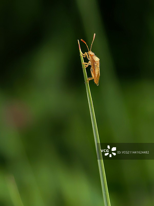 登高望远的小蝽图片素材