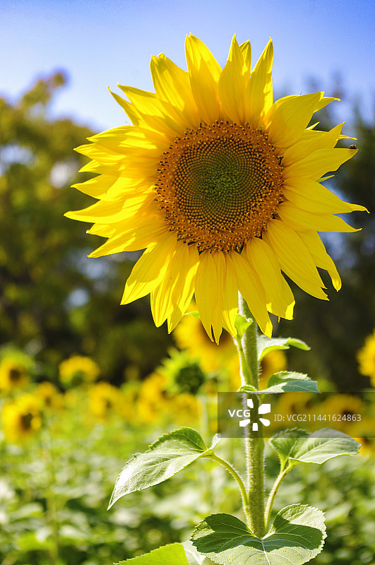 一颗向日葵图片素材