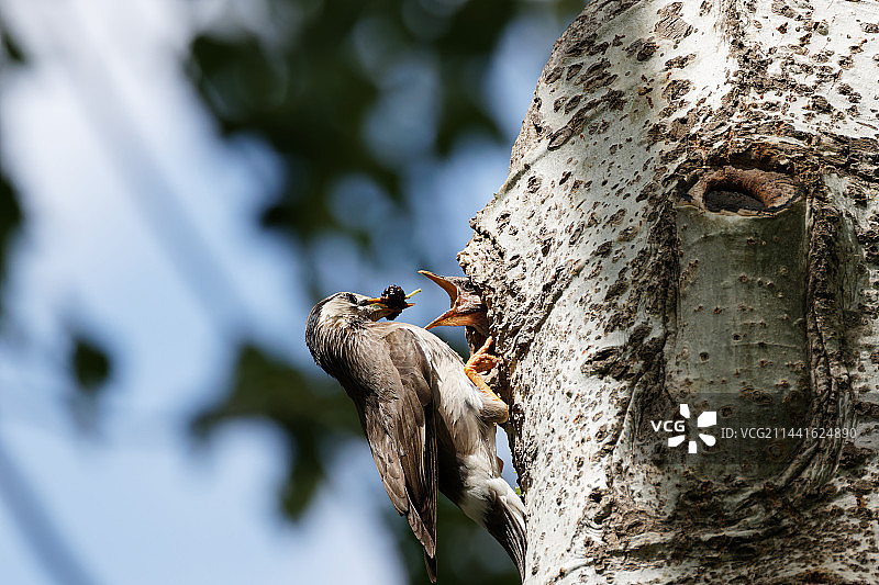 灰椋鸟育雏图片素材