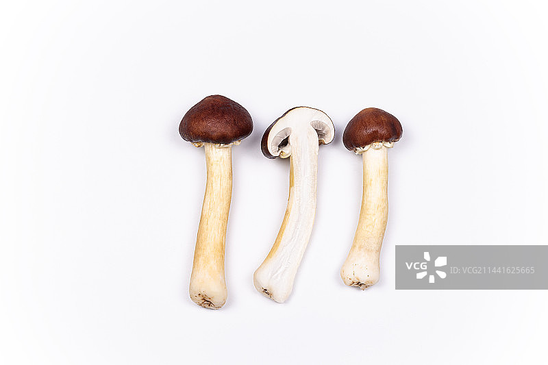 一些新鲜松茸放在白色背景上图片素材