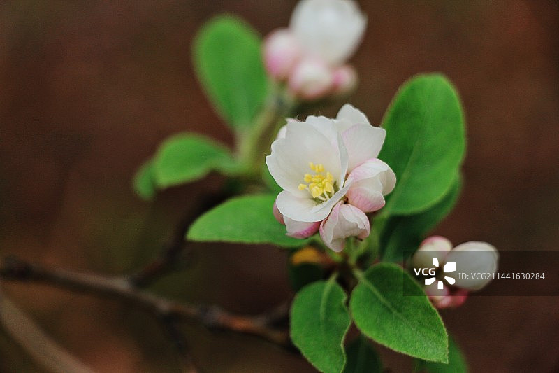 玉渊潭公园里的海棠花盛开图片素材