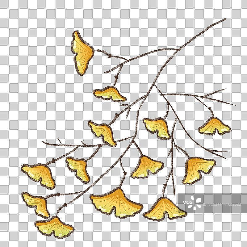 银杏图片素材