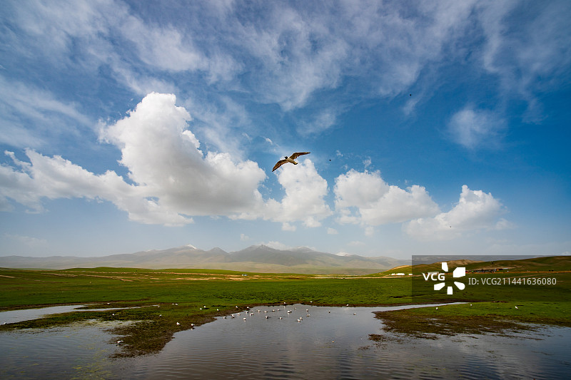 巴音布鲁克草原 天鹅湖 红嘴海鸥图片素材