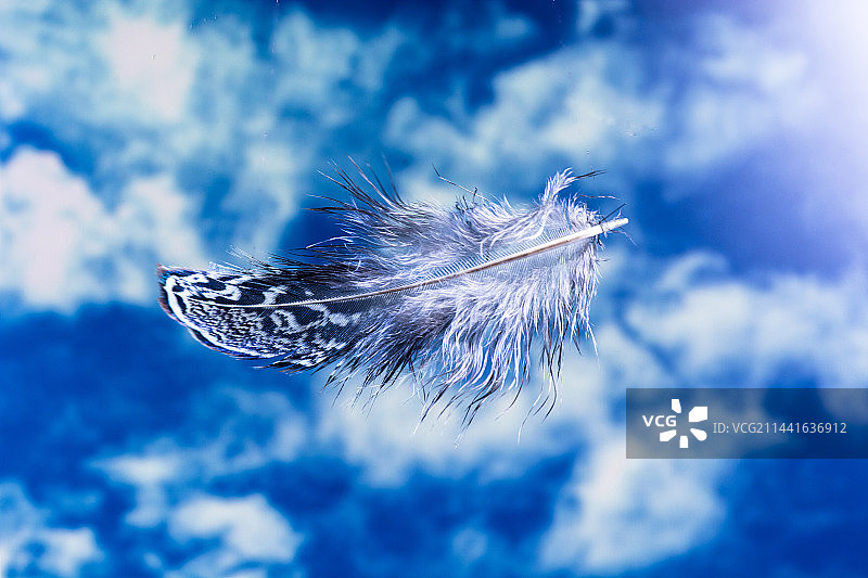 飞翔的羽毛图片素材