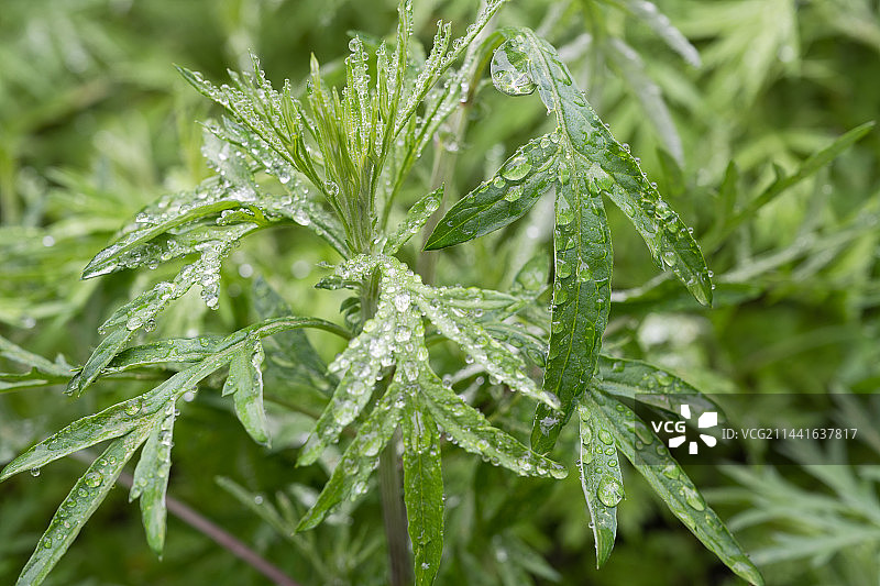 端午 艾草图片素材