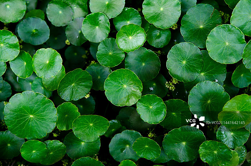 绿油油的铜钱草图片素材