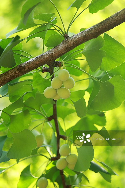 银杏果图片素材
