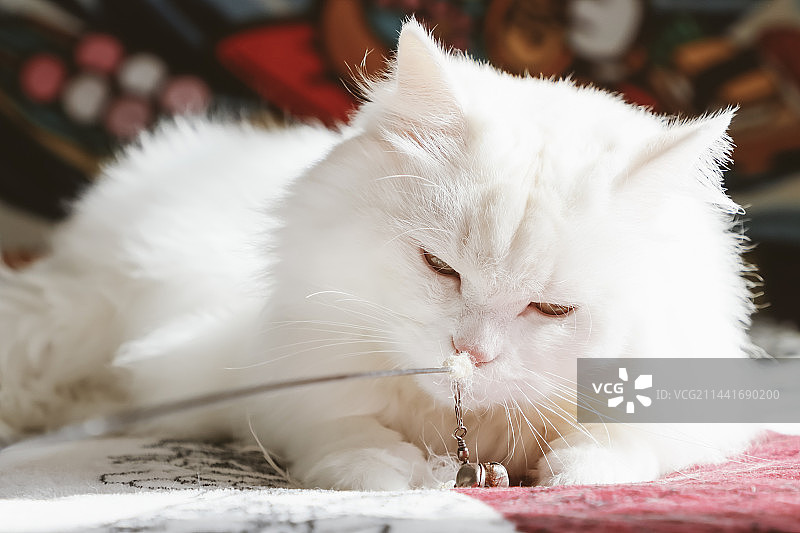 阳光下的山东狮子猫图片素材