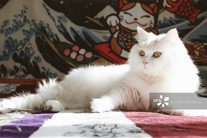 阳光下的山东狮子猫图片素材