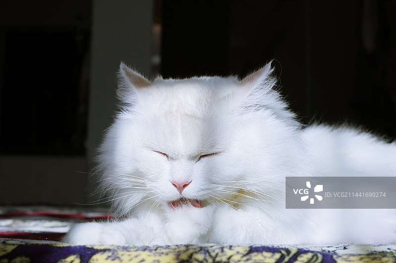 阳光下的山东狮子猫图片素材