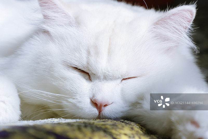 鼾睡的山东狮子猫图片素材