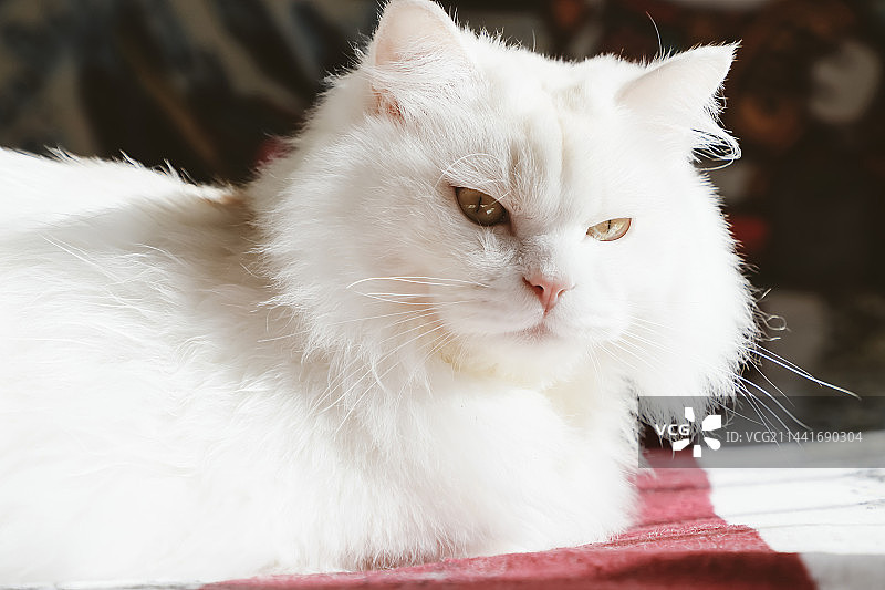 阳光下的山东狮子猫图片素材