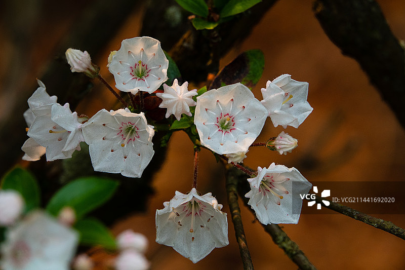 美国山月桂（美国石楠）图片素材