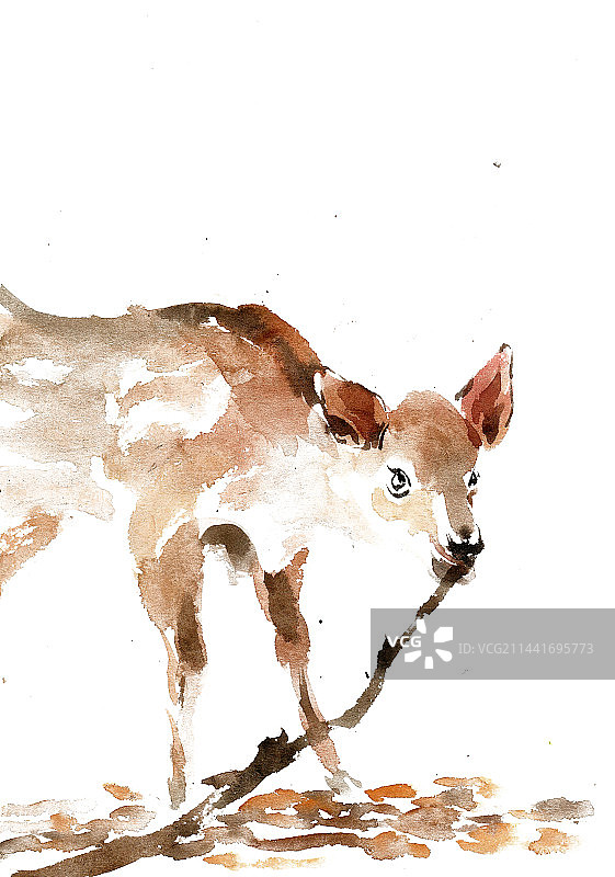 嚼树枝的小鹿图片素材