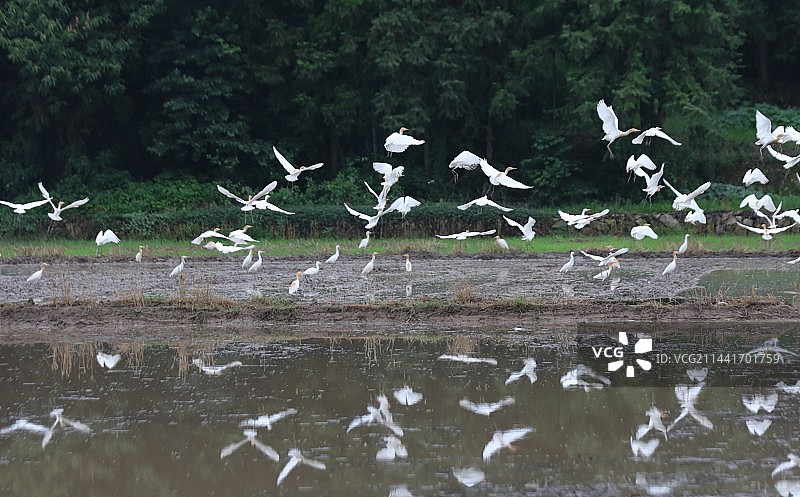 田野白鹭图片素材