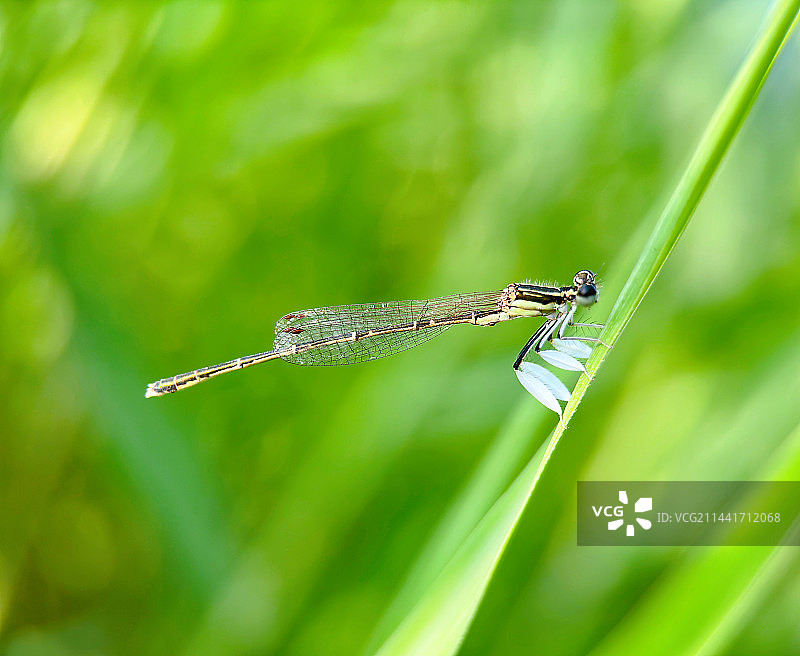 穿白靴子的豆娘图片素材