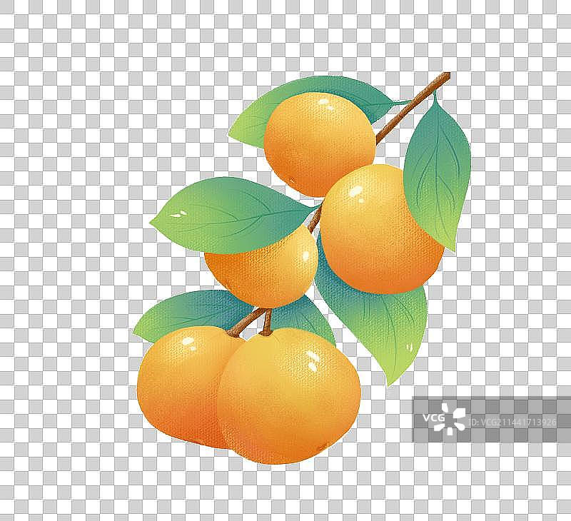 手绘橘子图片素材