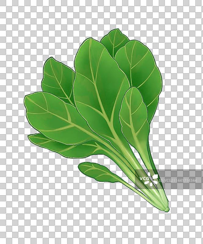 写实菠菜插画元素图片素材
