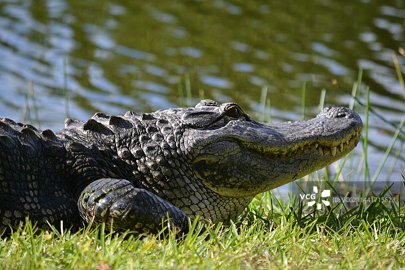 水中霸主-鳄鱼图片素材