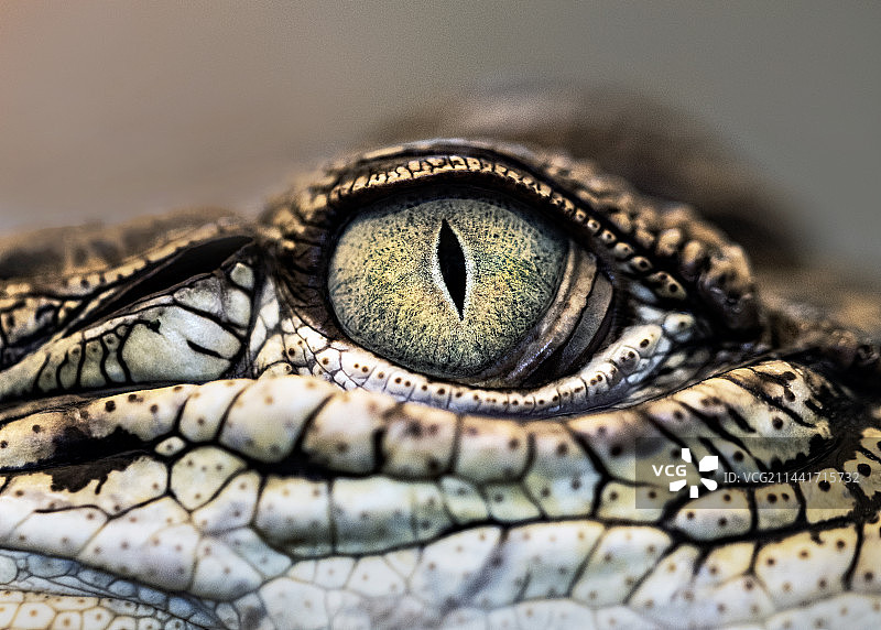 水中霸主-鳄鱼图片素材