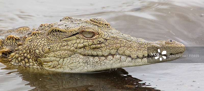 水中霸主-鳄鱼图片素材