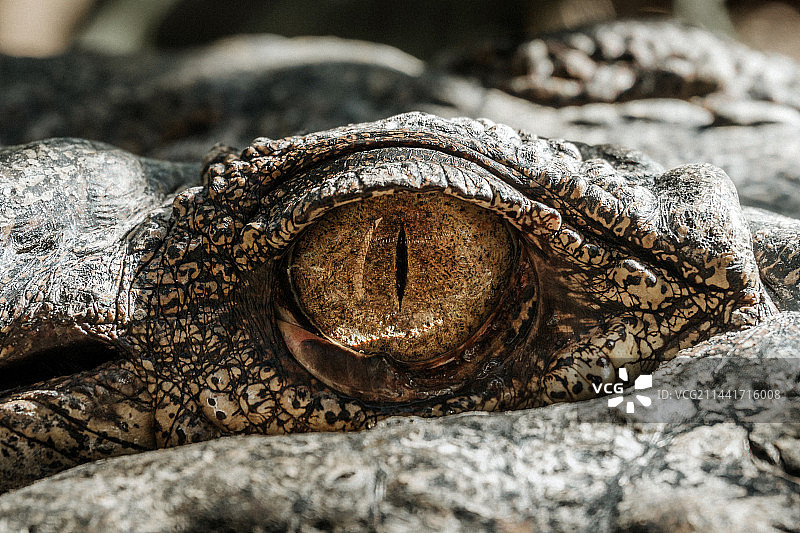 水中霸主-鳄鱼图片素材