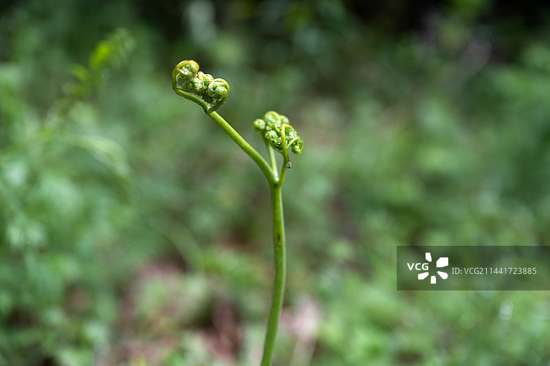 宁夏蕨菜图片素材