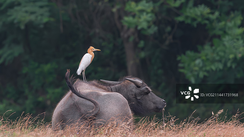 牛背鹭图片素材