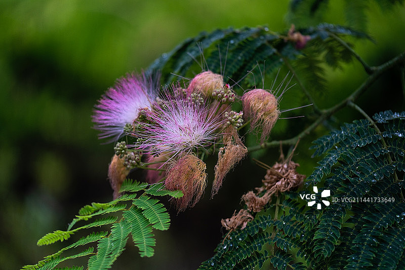 初夏雨中合欢花开图片素材