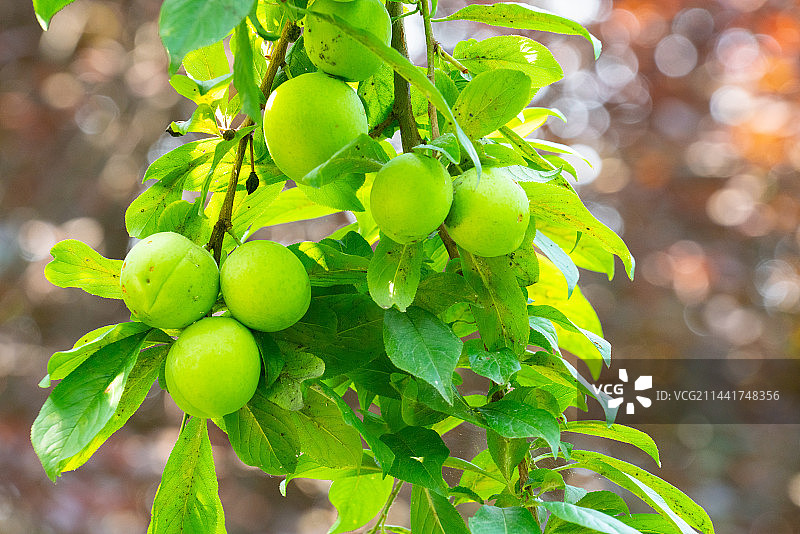 李子李子树图片素材