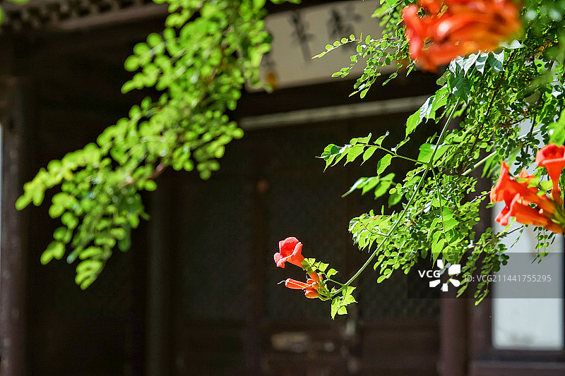 凌霄花与古代建筑图片素材