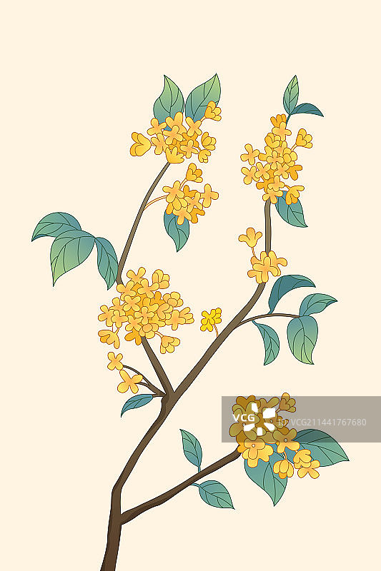 一枝盛开的桂花国潮插画图片素材