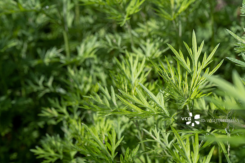 阳光下艾草图片素材