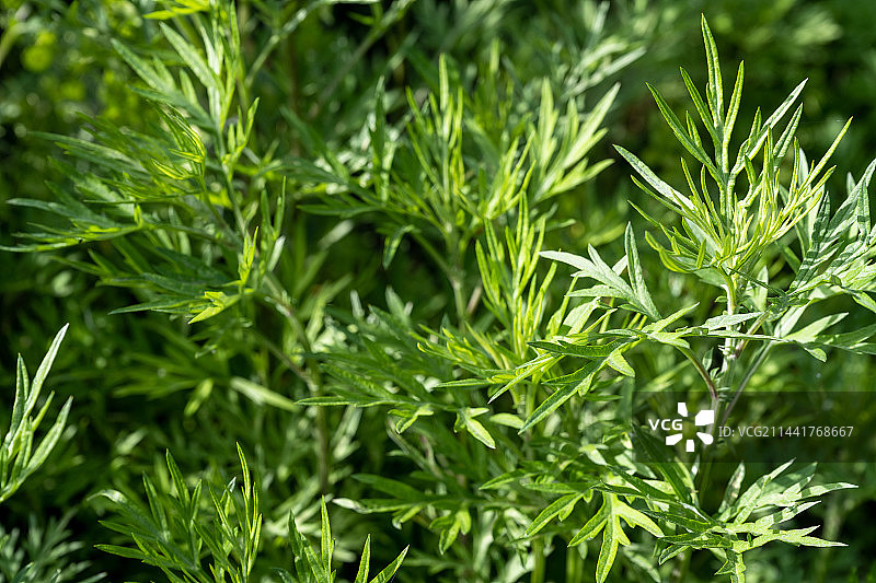 阳光下艾草图片素材