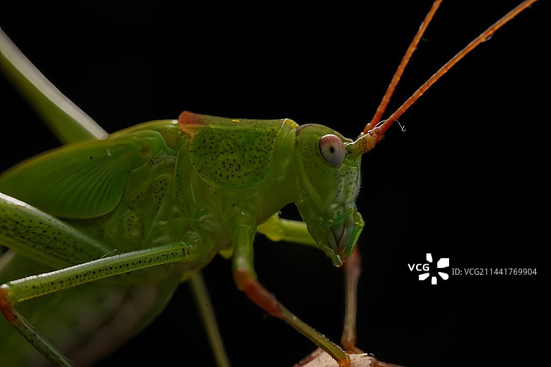 螽斯特写镜头图片素材