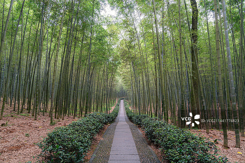 浙江杭州桐庐大奇山国家森林公园竹林图片素材