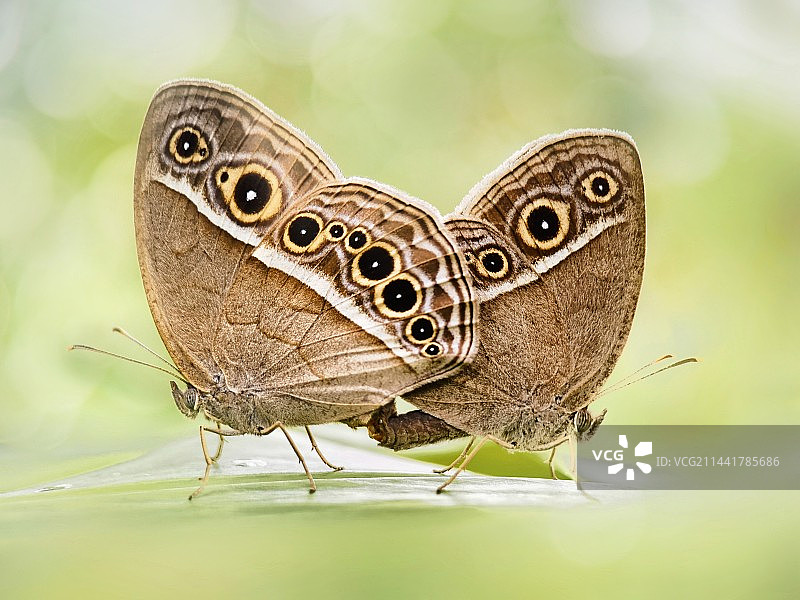 夏日激情之平顶眉眼蝶图片素材