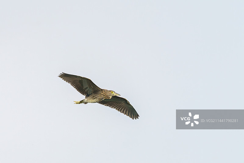 飞翔中的夜鹭亚成鸟图片素材