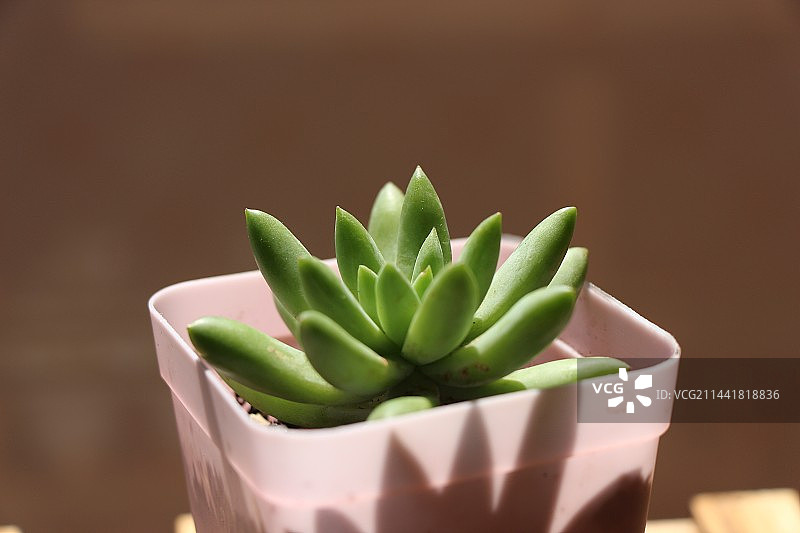 多肉植物图片素材