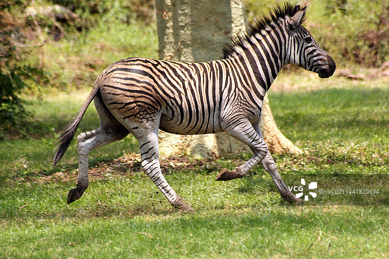 一只条纹斑马图片素材